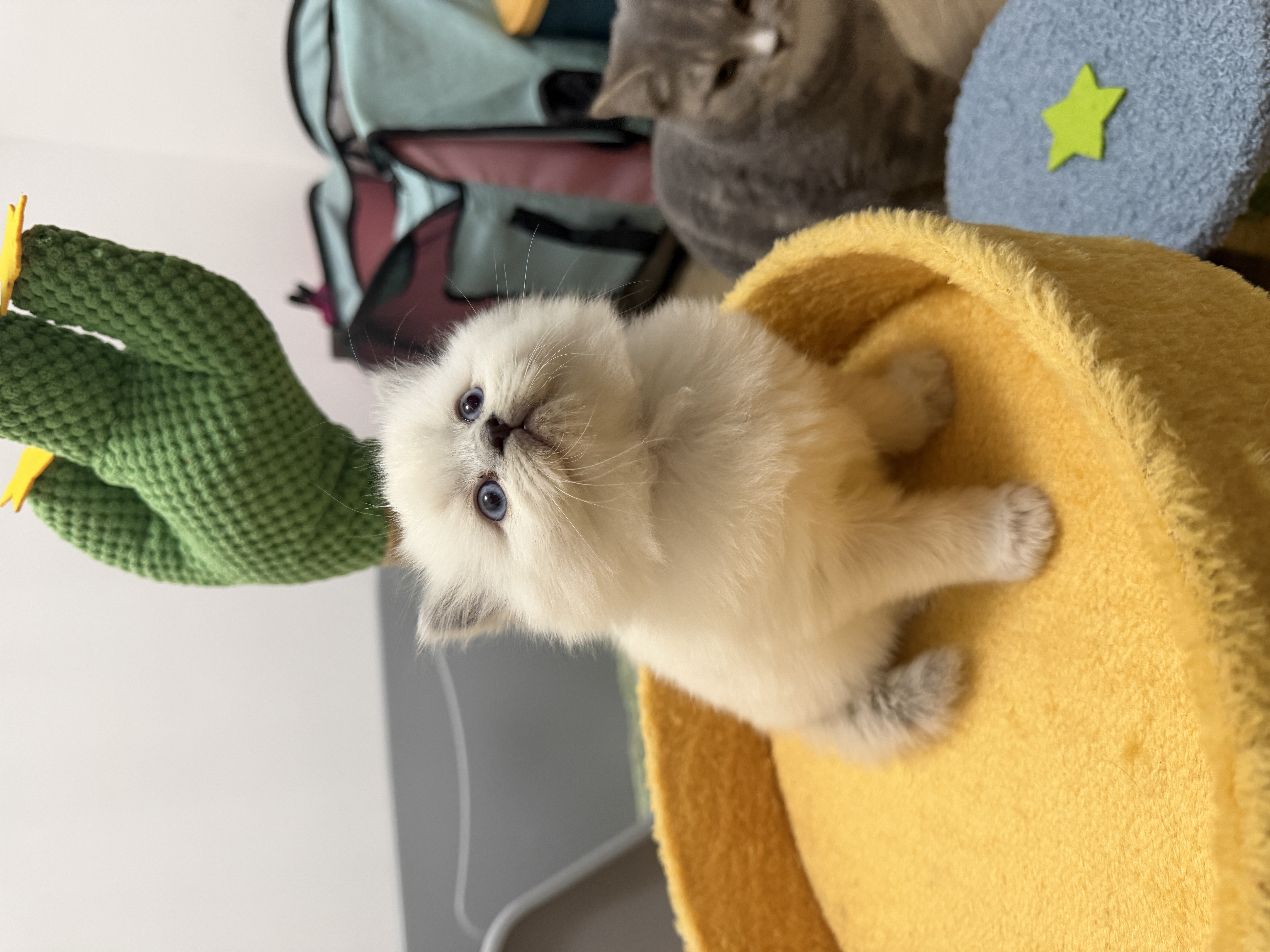 英短重点色长毛猫，大包子脸，活泼可爱，无病无险，两针疫苗